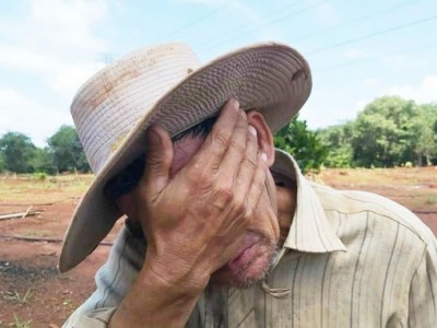 Nông dân trồng khoai lang tím Nhật gần như lỗ trắng