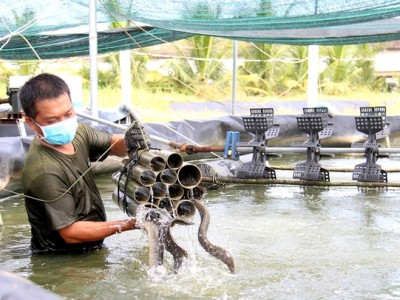 Loại cá ăn bổ như 