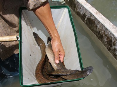 Hậu Giang: Một ông nông dân tỷ phú nuôi loài cá đặc sản ví như 