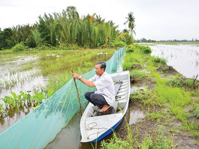 Nuôi cá trên đồng mùa nước nổi miền Tây, chả phải cho ăn, nông dân Kiên Giang sau 3 tháng bắt lên bán
