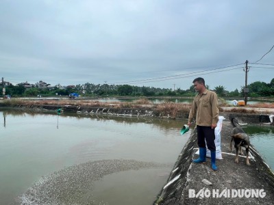 Nuôi loài cá da trơn ưa nước sạch, nông dân Hải Dương lâu lâu mới được bán nhưng bán là đắt hàng, giá cao