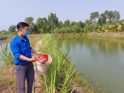 Nuôi cá trê vàng, nông dân nơi này ở Long An kiếm bộn tiền