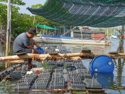 Anh nông dân Phú Quốc nuôi cua biển kiểu mới lạ, cả tuần cho ăn 2 lần, nhấc lên con nào to bán đắt tiền