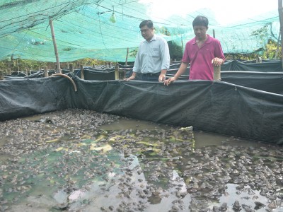 Nuôi ếch dày đặc, thò tay xuống vơ một đống ở An Giang