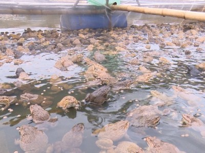 Nuôi ếch to bự bên trong, nuôi cá rô phi đơn tính bên ngoài, kiểu gì ông nông dân Phú Thọ cũng có lời