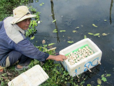 Tiền Giang: Nuôi loài ốc đặc sản, chả tốn tiền mua thức ăn, ốc đẻ ra 