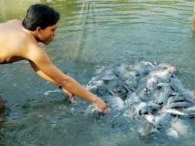 Lưu ý trong nuôi cá rô phi