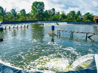 Nuôi tôm không xả thải ở Cà Mau là nuôi kiểu gì mà tới 8 vụ/năm, nông dân ham, chuyên gia nước ngoài khen?