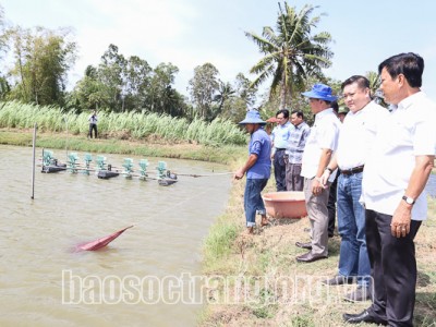 Một loài tôm thích ở trong ruộng lúa, ăn gạo lứt, nông dân tỉa con to đem bán thương lái mua hết