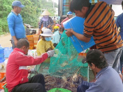 Người nuôi tôm hùm cần theo dõi diễn biến môi trường