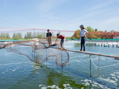 10 mẹo trong nuôi tôm – Những điều cơ bản