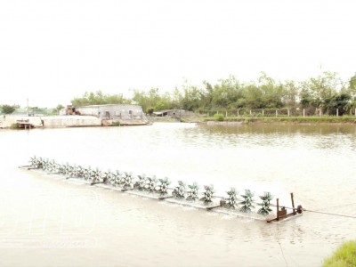 Tin hot ngành tôm-nuôi thành công tôm thẻ chân trắng trong ao nước ngọt ở Thái Bình, vớt bạc tỷ