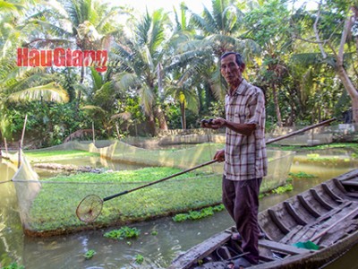 Ốc bươu đen thịt, ốc bươu đen giống tăng giá, giữ mức giá tốt cho nông dân Hậu Giang