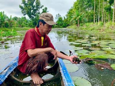 Nuôi con đặc sản dưới mương nước, trồng thêm hoa súng, vườn nhà ở An Giang đẹp, tiền rủng rỉnh
