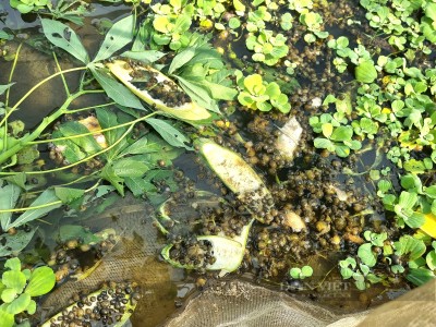 Làm giàu nhờ nuôi con đặc sản, một nông dân Ninh Bình hé lộ bí quyết chống nóng cho ốc nhồi