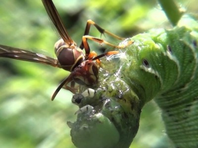 Dùng ong bắp cày làm thiên địch bảo vệ cà chua