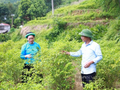 Trồng loại ớt có tên lạ, trái bé tí ti, thầy giáo dân tộc Sán Chỉ Quảng Ninh nhặt bán đắt hàng