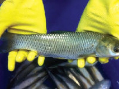 Phòng, trị bệnh trên cá trắm cỏ