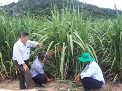 Phú Yên: Giải hạn cho cây mía