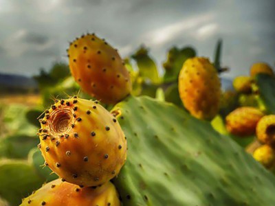 Loại quả quen thuộc với người Ninh Thuận, Bình Thuận nhưng chẳng ai ăn, sang nước ngoài là thần dược có giá đắt đỏ