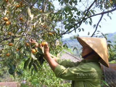 Vựa hồng lớn nhất tỉnh Nghệ An vào vụ thu hoạch, giá bán cao ngất ngưởng mà sao dân vẫn buồn?