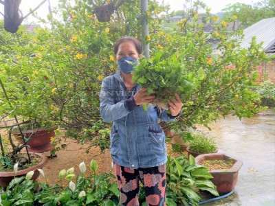 Loại rau dại mọc hoang trên rẫy, xưa dân Phú Yên ăn đỡ đói, nay là đặc sản, đi hái bán kiếm bộn tiền