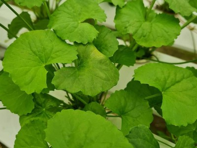 Loại rau dại đắt gấp 2 lần rau muống và bổ như 