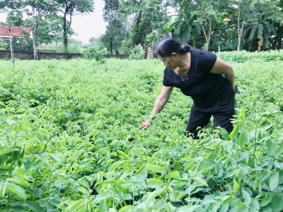 Biến vườn tạp thành đất trồng thứ rau ăn ngọt như nước ninh xương, cứ hái là nông dân Nghệ An này bán hết