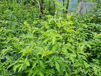 4 loại rau rừng vừa lạ vừa ngon, có loại được ví như “nhân sâm quý