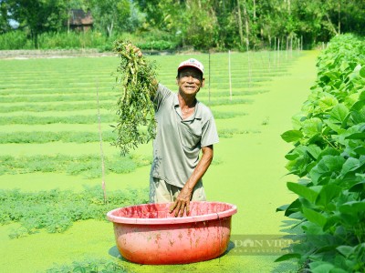 Kiên Giang: Trồng thứ rau 