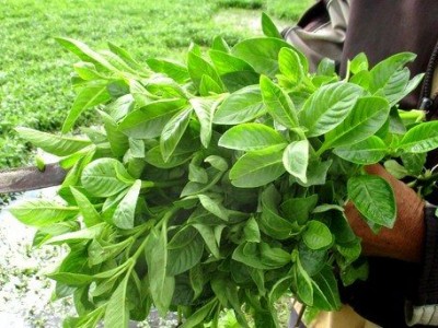 Tình cờ lấy cây rừng về giâm ở đất phèn, nông dân Tây Ninh hái lá bán vào siêu thị, cả làng phục lăn