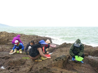 Ngư dân Quảng Bình đợi lúc biển động rồi bám mình vào ghềnh đá hái thứ 