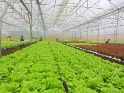 Lâm Đồng phát triển nông nghiệp công nghệ cao, nông nghiệp thông minh