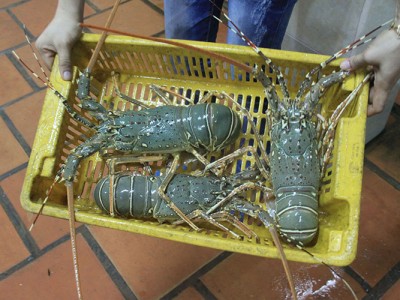 Phú Yên: Tôm hùm, cá chết đột ngột do thiếu oxy cục bộ