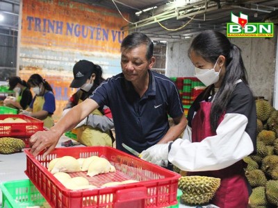 Ông chủ vựa thu mua sầu riêng ở Đắk Nông làm cách gì mà khiến trái đặc sản tăng giá trị gấp hơn 2 lần?