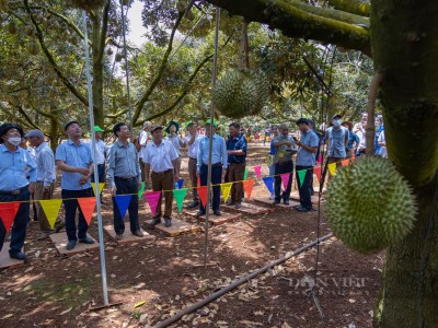 Đắk Lắk chiếm gần một nửa vùng trồng sầu riêng vừa được Hải quan Trung Quốc cấp mã số xuất khẩu