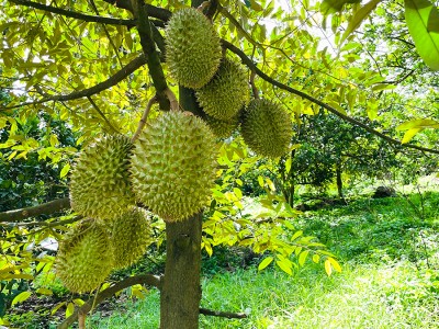 Giá sầu riêng ngày 28/9: Giá sầu Thái giảm trở lại ở Đông Nam bộ và Tây Nguyên