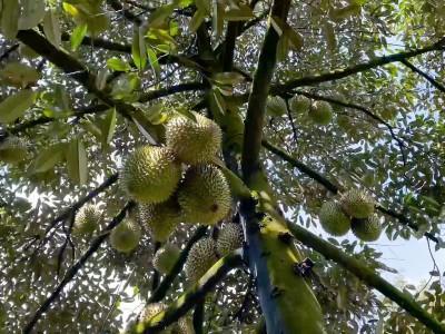 Trồng sầu riêng kiểu gì mà có 2ha vườn ông nông dân Bà Rịa-Vũng Tàu lãi 1 tỷ, nhìn lên cây toàn thấy trái