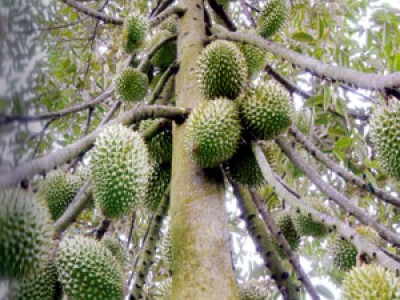 Vùng đất trồng vô số giống sầu riêng ngon ở Tiền Giang, đây là cách phân biệt các loại trái sầu riêng