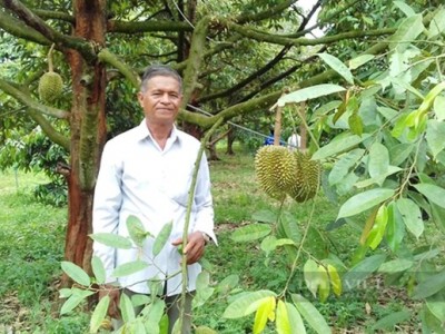 Trồng sầu riêng thời thu tiền tỷ, cây thấp tè ra trái quá trời, làm cách này, nông dân Bình Phước càng lãi