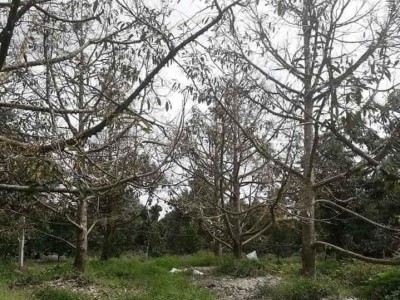 Phục hồi vườn cây ăn trái hiệu quả sau hạn, mặn