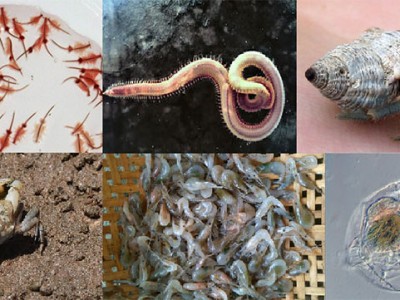 Kiểm soát sinh vật mang mầm bệnh truyền nhiễm