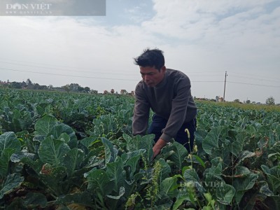 Đến khổ, chăm mỏi lưng mà súp lơ vẫn 