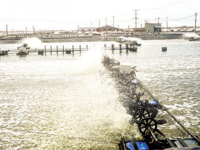 Giá loại thủy sản này đang tăng ở ĐBSCL, sao doanh nghiệp hồ hởi, người nuôi lại dè dặt?