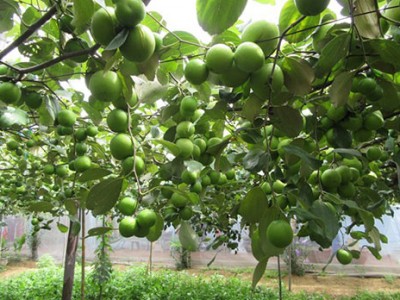 Bình Thuận: Trồng thứ táo trái 