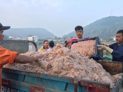 Trúng đậm ruốc tép, chỉ đi một đêm mà ngư dân Nghệ An thu về hàng chục triệu đồng