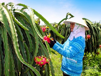 Quản chặt mã số vùng trồng, cơ sở đóng gói thanh long