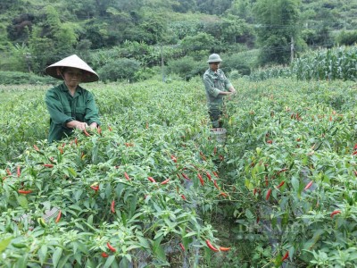 Ớt chín đỏ ruộng, giá cao 30.000-40.000 đồng/kg, nông dân Lạng Sơn vui như tết