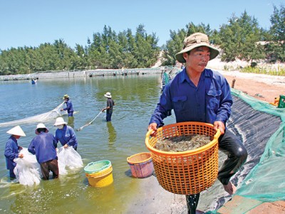 Nuôi tôm ĐBSCL: Nỗi lo về giá