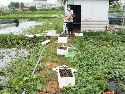 Nuôi ốc nhồi ở Hải Dương, 